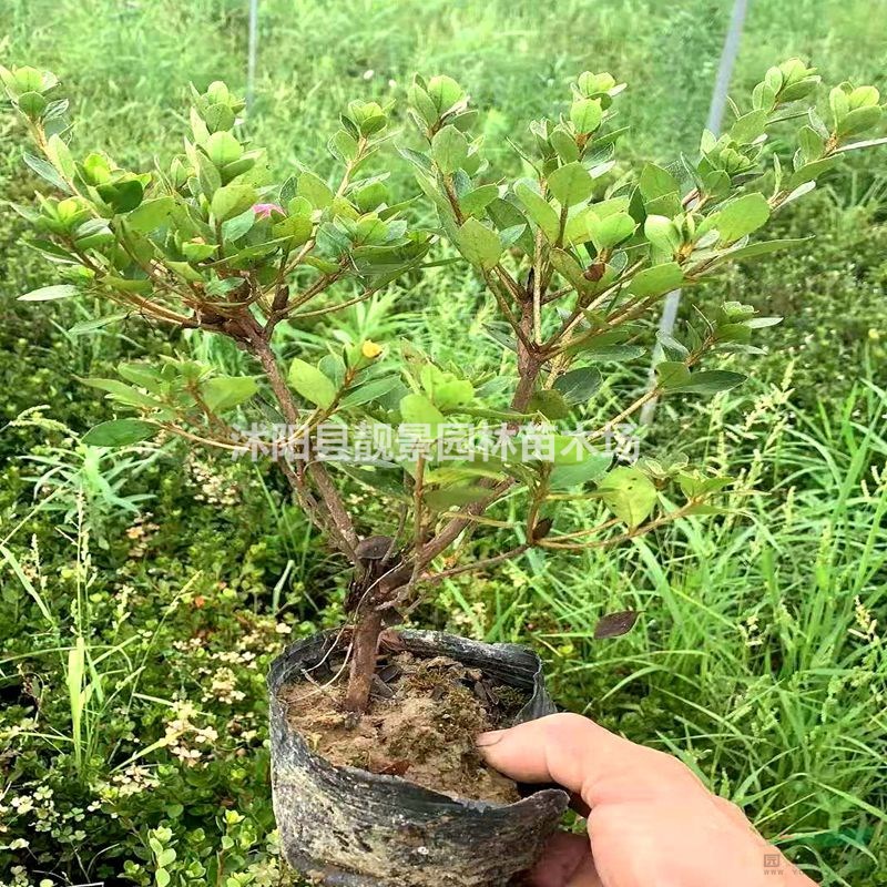 杜娟杯苗 夏娟苗一棵多少钱