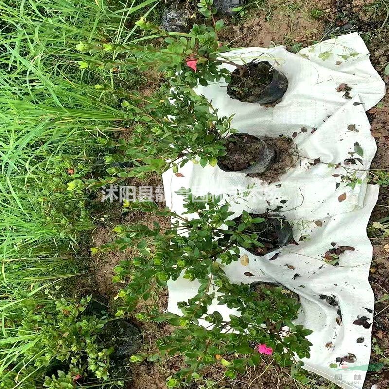 杜娟杯苗 夏娟苗一棵多少钱