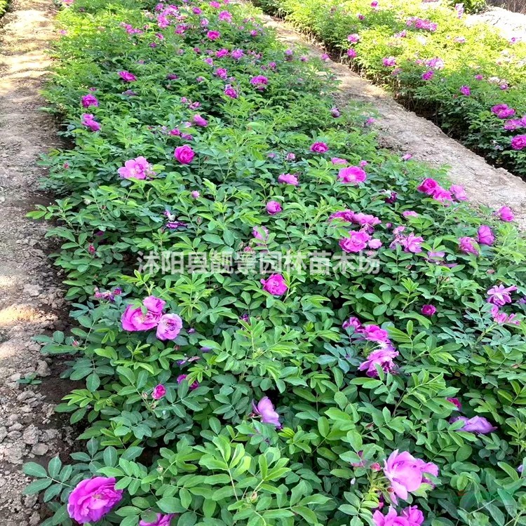 四季玫瑰小苗 沭阳红枝玫瑰一棵多少钱