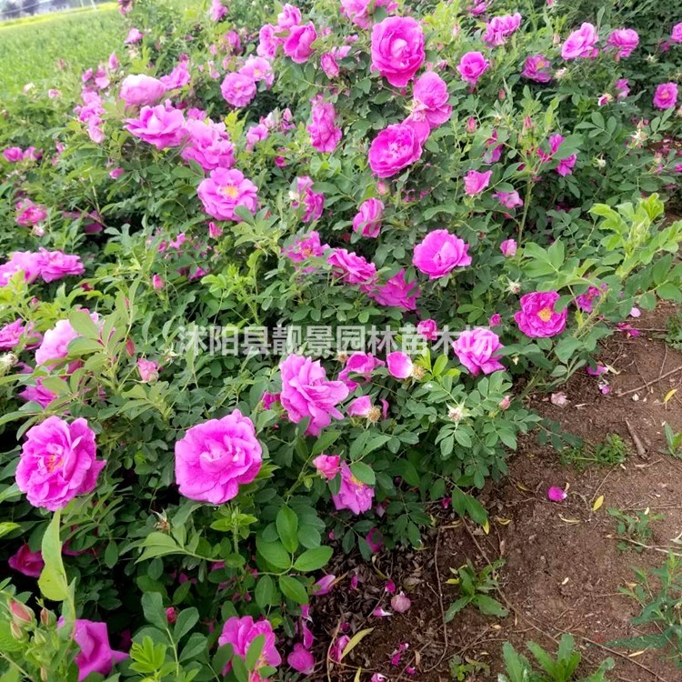 四季玫瑰小苗 沭阳红枝玫瑰一棵多少钱