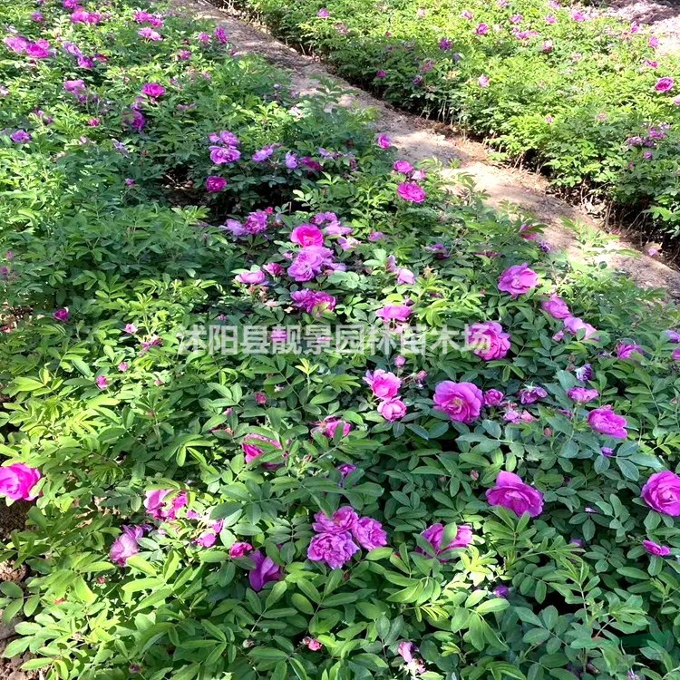 四季玫瑰小苗 沭阳红枝玫瑰一棵多少钱