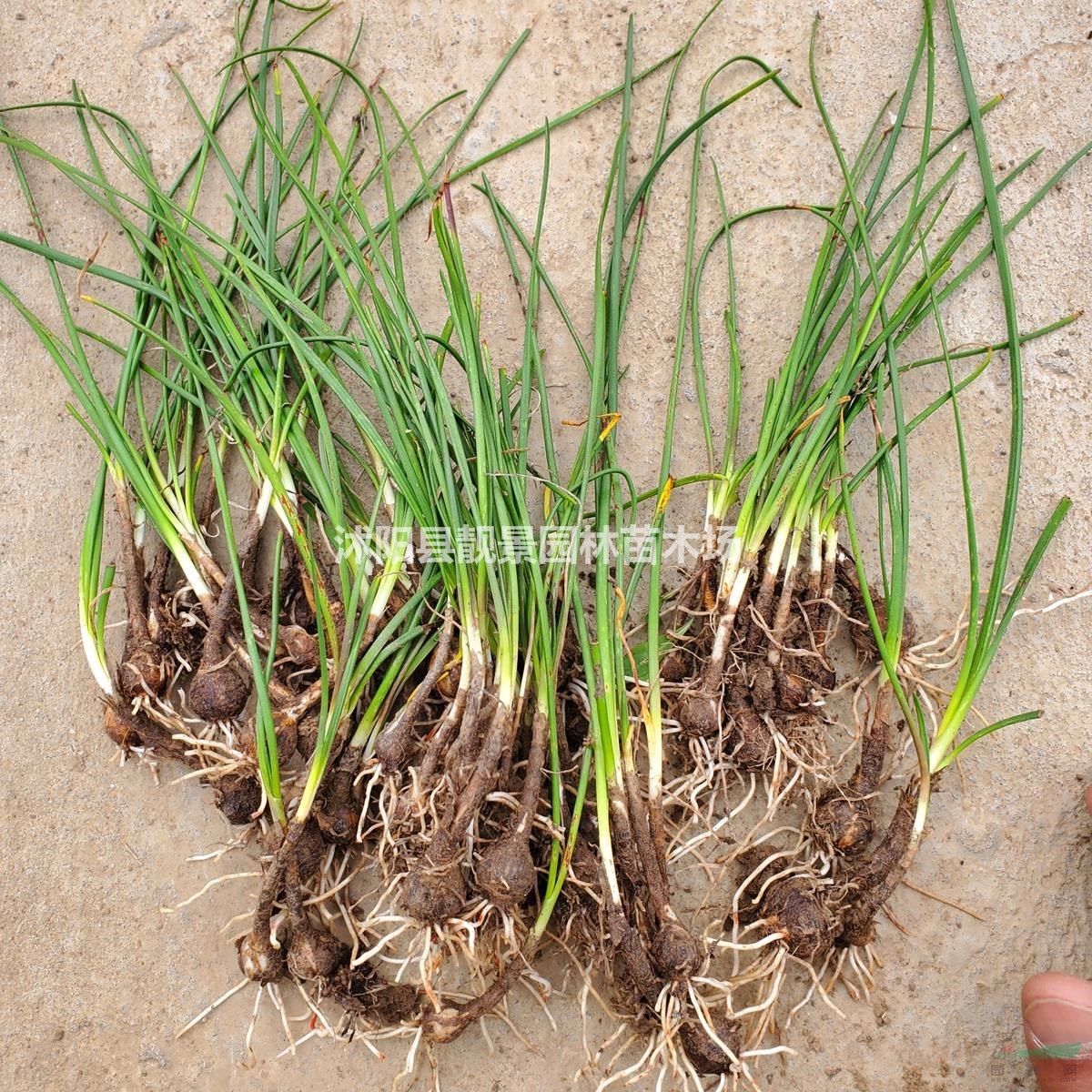 葱兰花苗 草本植物葱兰一棵多少钱