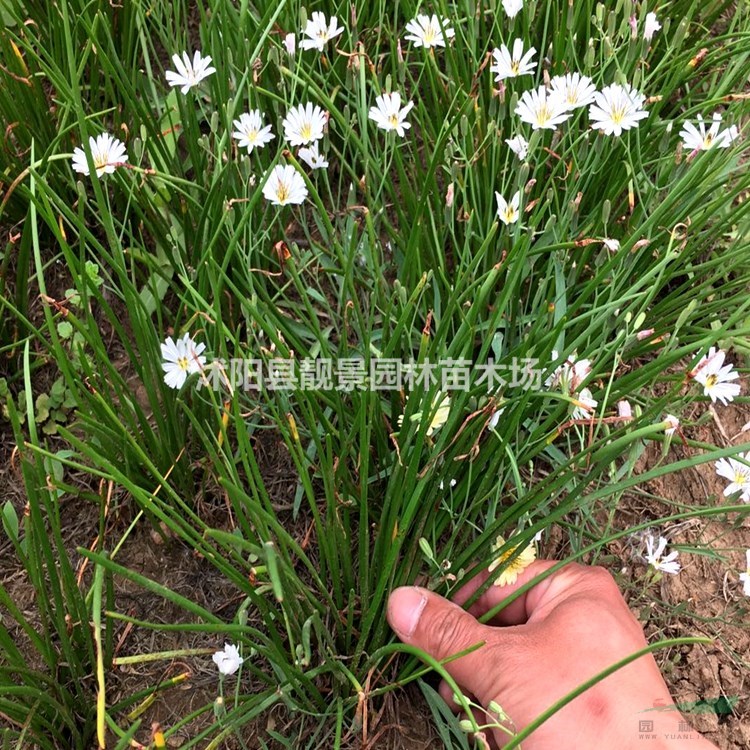 葱兰花苗 草本植物葱兰一棵多少钱