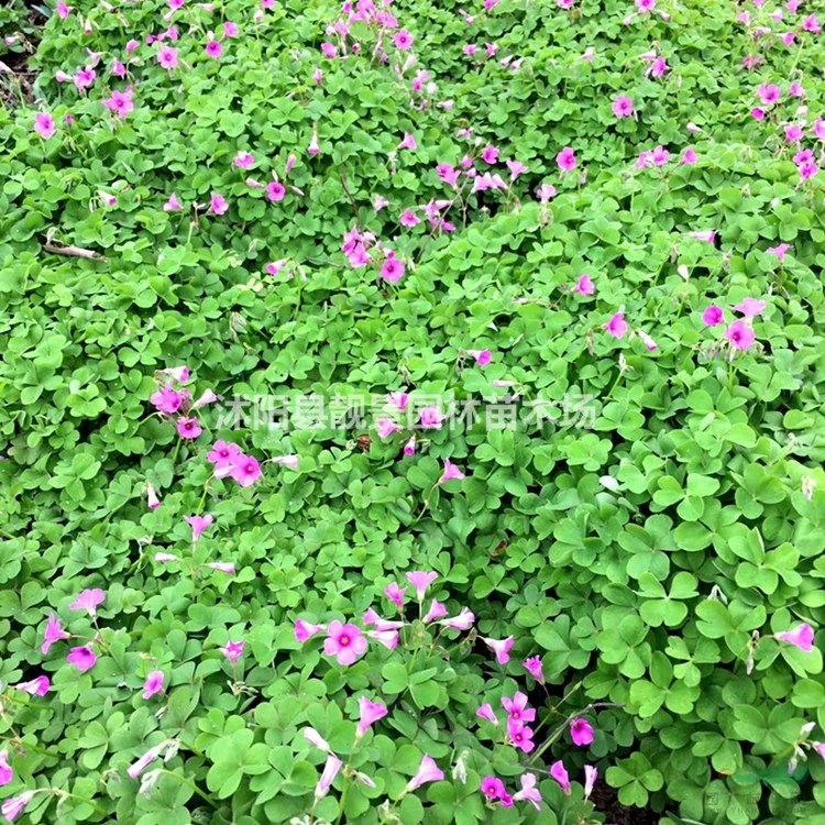 红花炸酱草 三叶草一芽多少钱