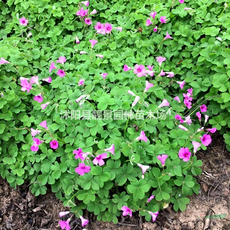 红花炸酱草 三叶草一芽多少钱