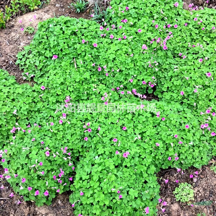 红花炸酱草 三叶草一芽多少钱