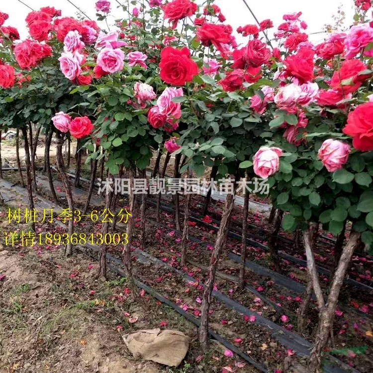 树状月季基地 月季花树一棵多少钱
