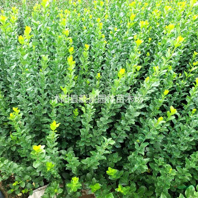 卫矛/胶东卫矛基地 小叶卫矛一棵多少钱