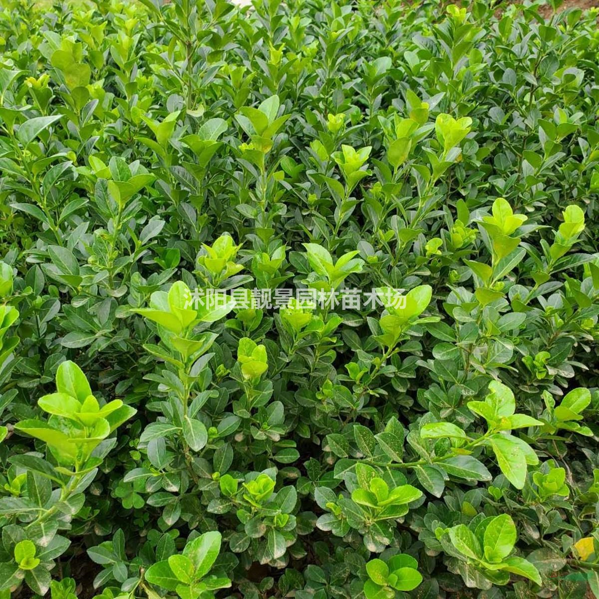 卫矛/胶东卫矛基地 小叶卫矛一棵多少钱