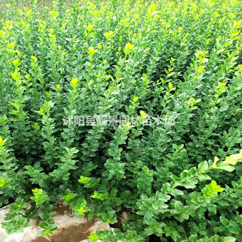 卫矛/胶东卫矛基地 小叶卫矛一棵多少钱