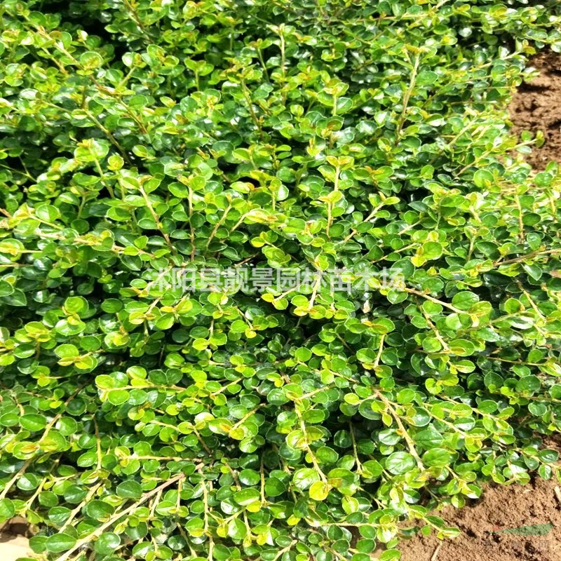 平枝栒子小苗 铺地蜈蚣一株多少钱