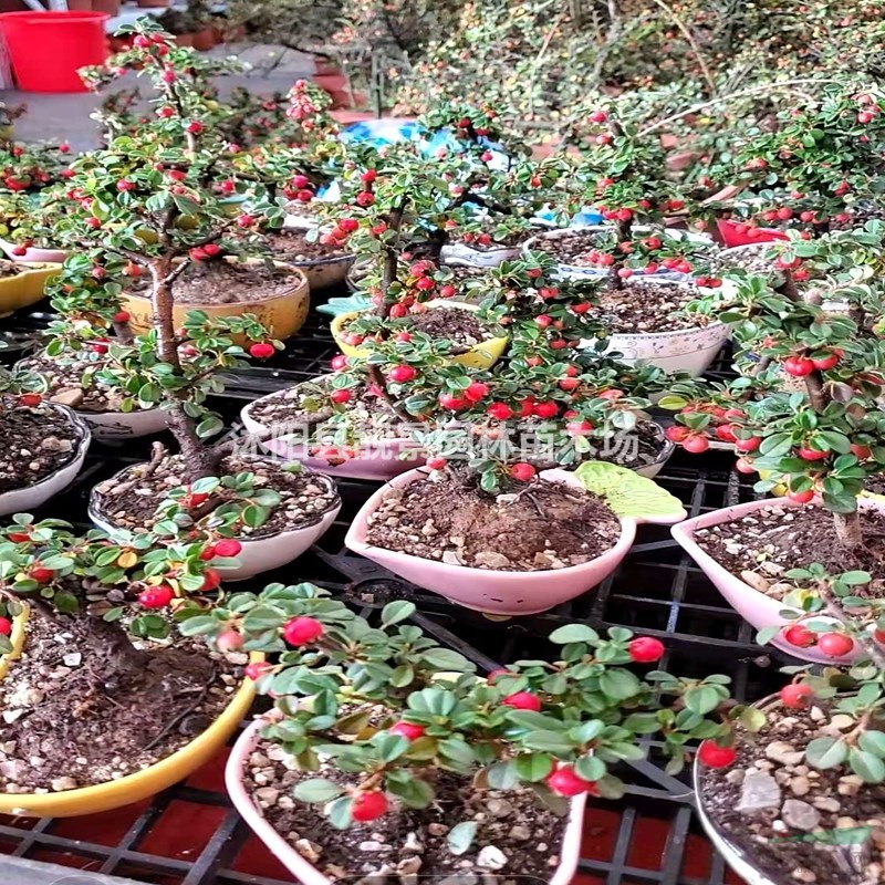 平枝栒子小苗 铺地蜈蚣一株多少钱