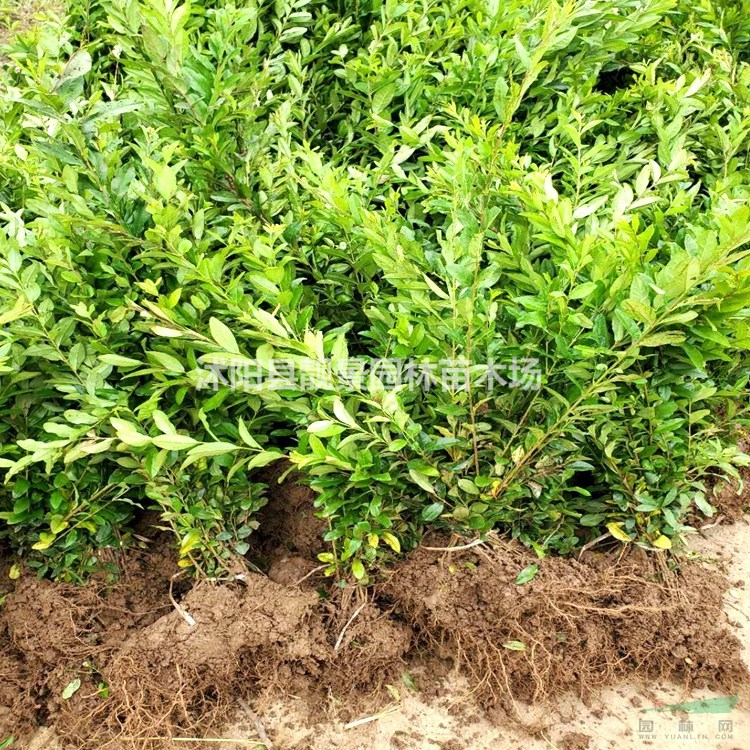 绿叶水腊苗 沭阳水腊一株多少钱