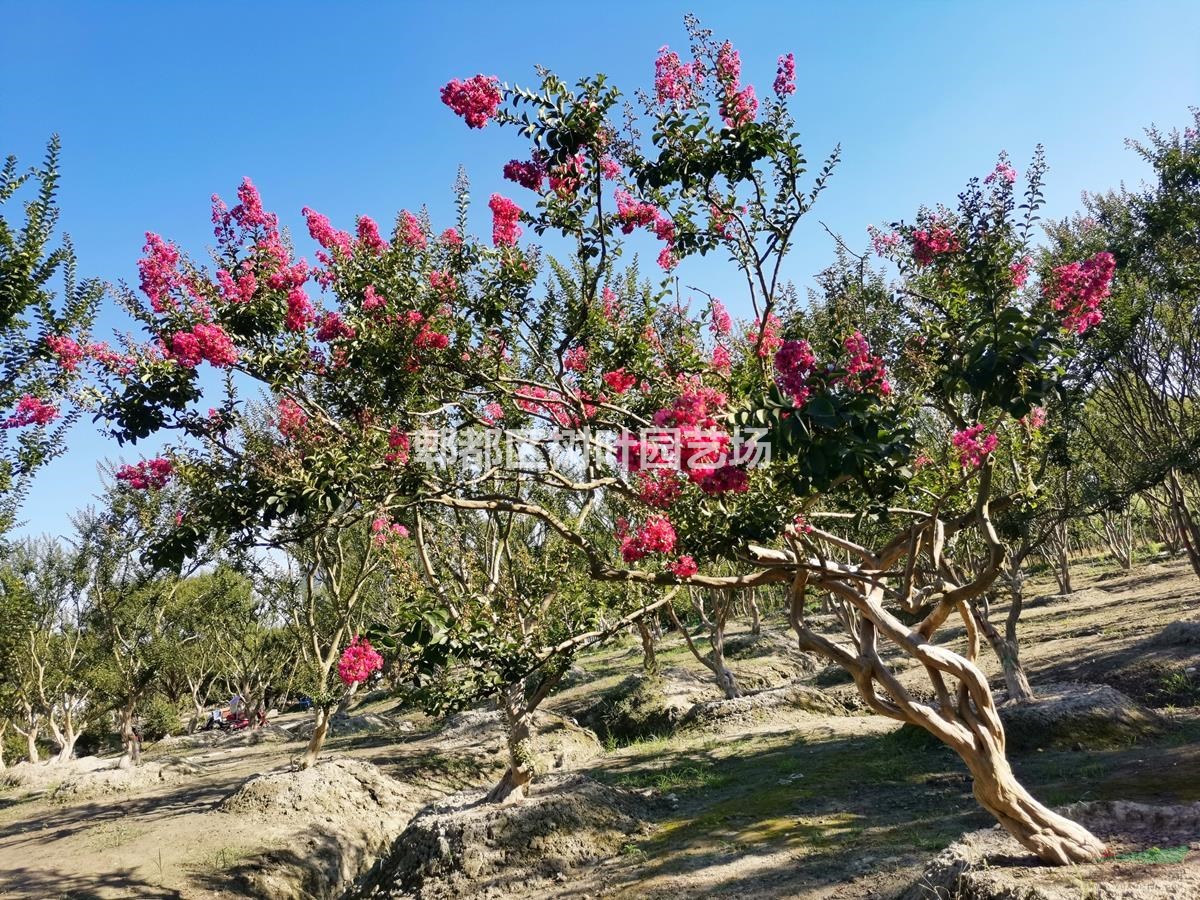 精品紫薇哪里有優(yōu)勢？大紅紫薇哪家好？精品紫薇哪家好？ 點景造型紫薇哪家好？獨桿紫薇、叢生紫哪家好？