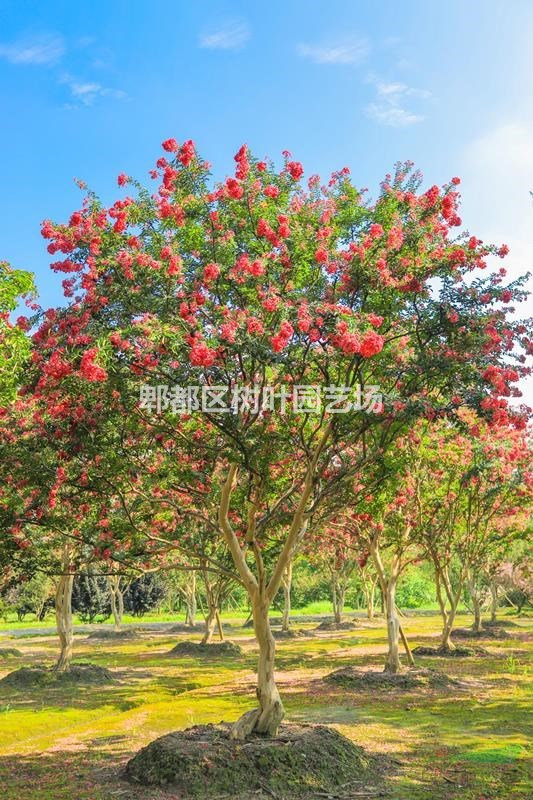 精品紫薇哪里有優(yōu)勢？大紅紫薇哪家好？精品紫薇哪家好？ 點景造型紫薇哪家好？獨桿紫薇、叢生紫哪家好？