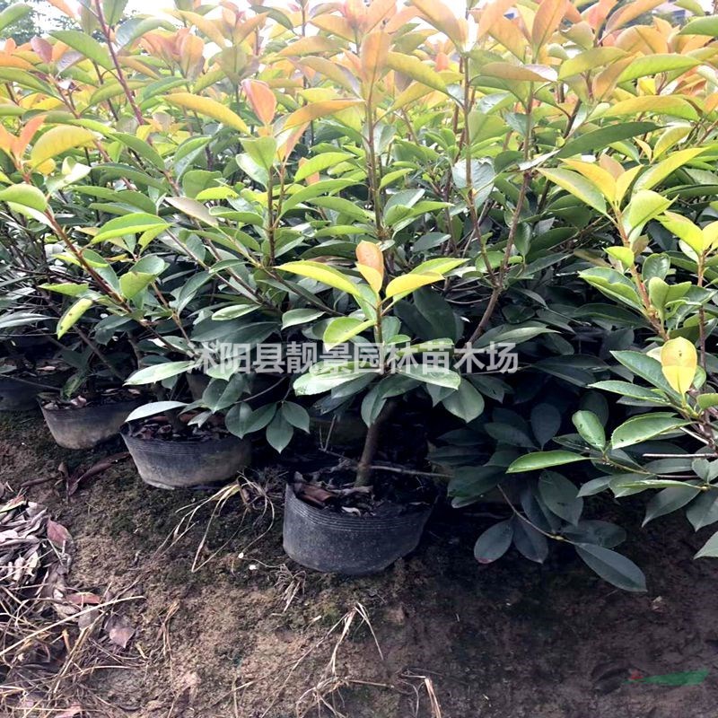 红叶石楠杯苗 红头石楠一株多少钱