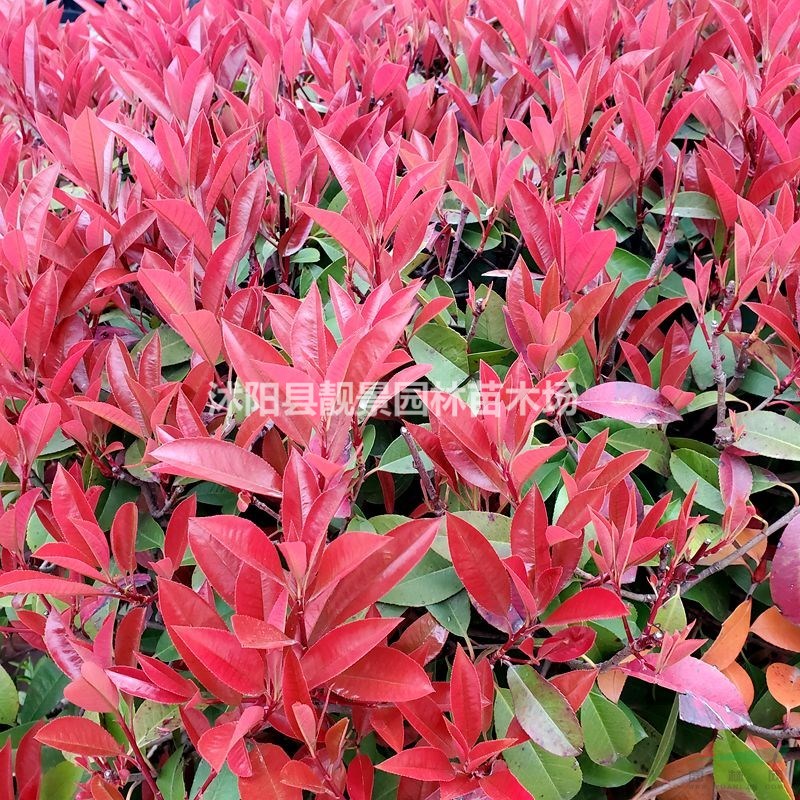 红叶石楠杯苗 红头石楠一株多少钱