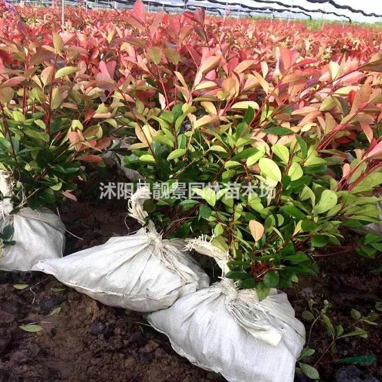 红叶石楠杯苗 红头石楠一株多少钱