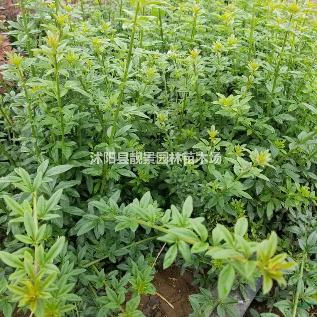 迎春花小苗 迎春树苗一株多少钱