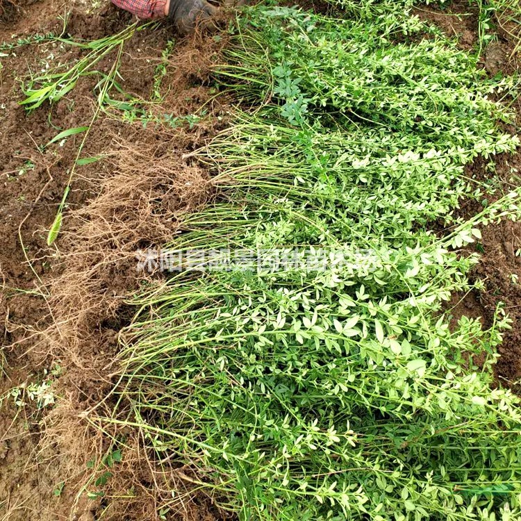 迎春花小苗 迎春树苗一株多少钱