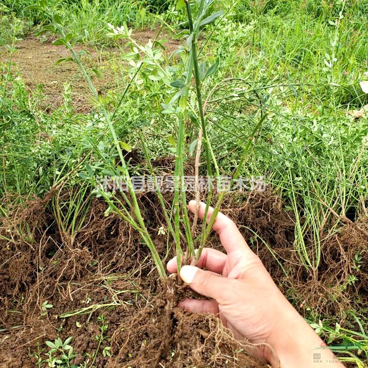 迎春花小苗 迎春树苗一株多少钱