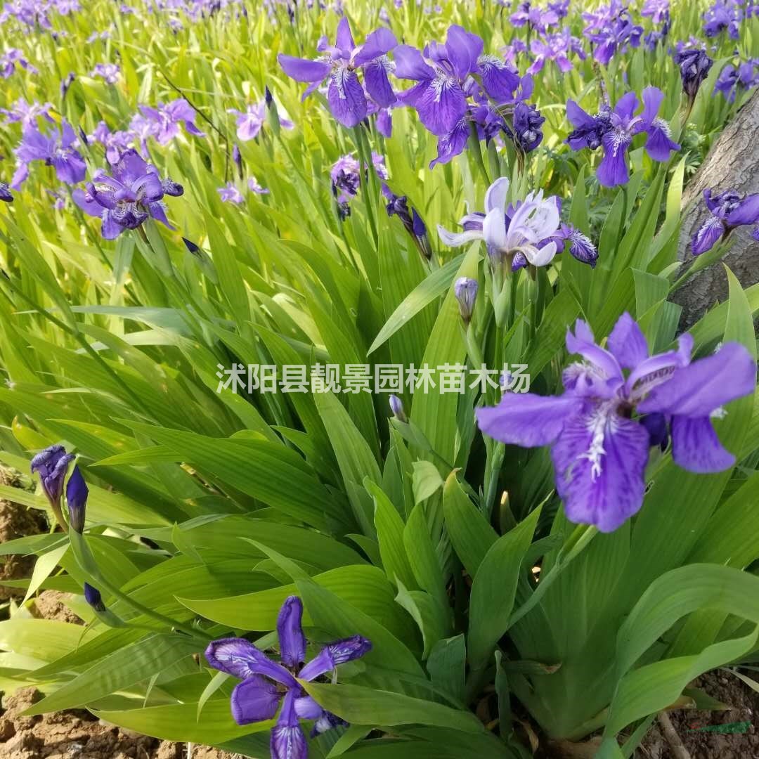 德国鸢尾小苗 鸢尾一株多少钱