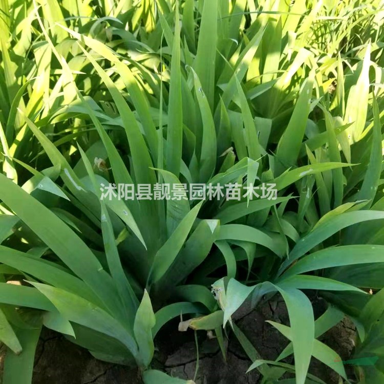 德国鸢尾小苗 鸢尾一株多少钱