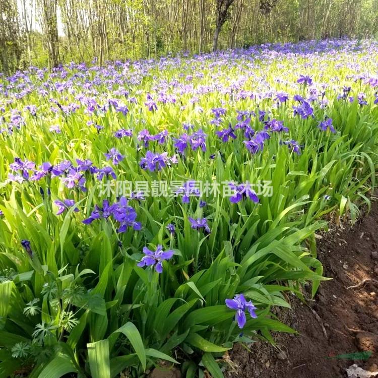 德国鸢尾小苗 鸢尾一株多少钱