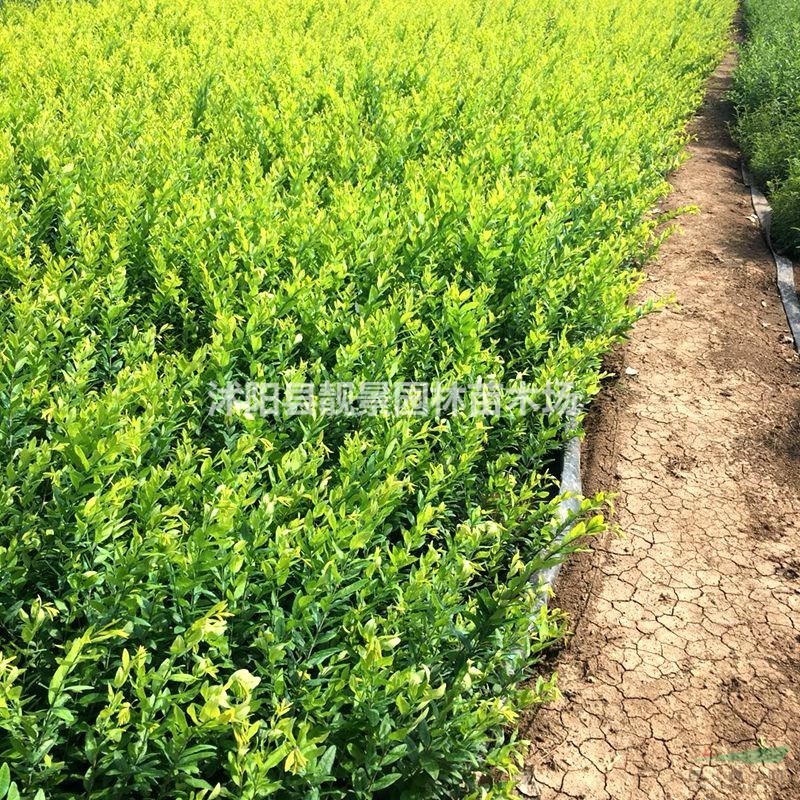 金叶水腊小苗 黄叶水腊一株多少钱