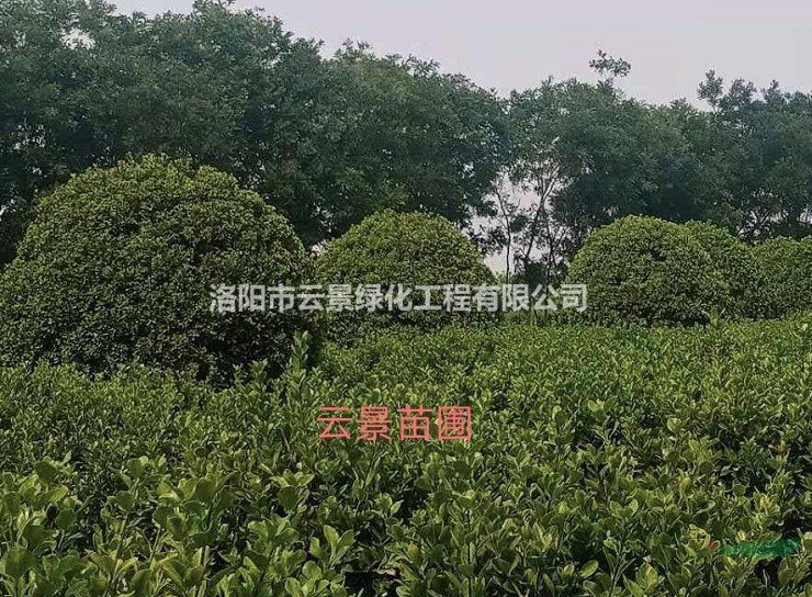 基地直售大葉黃楊球，規(guī)格齊全