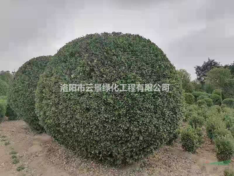 自產(chǎn)自銷(xiāo)大葉黃楊2米冠幅
