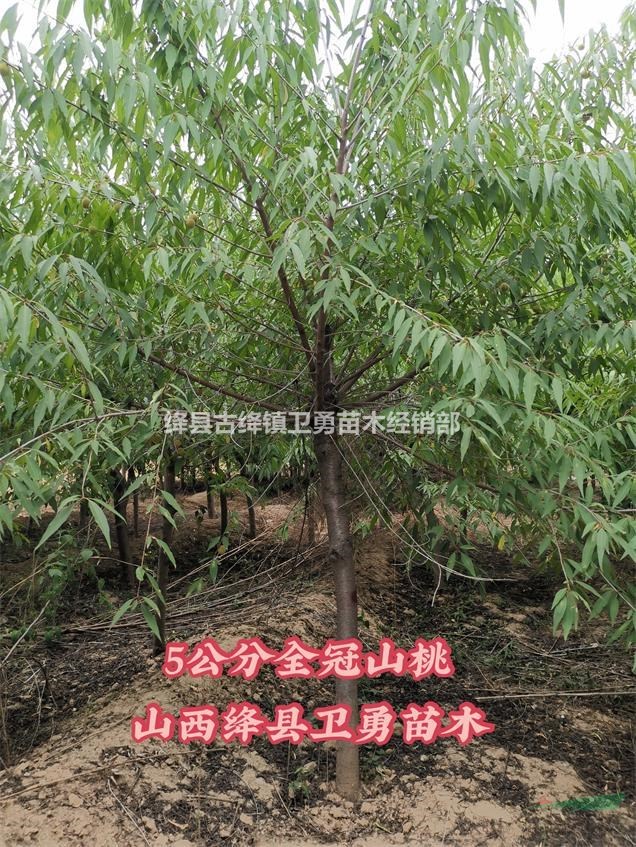 地山西运城 浏览次数148 品  种桃树 品  种红不软毛桃苗秦王桃山桃