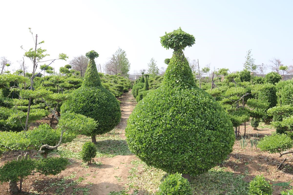苗圃基地直銷造型黃楊