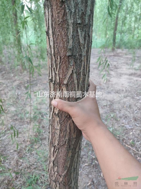 原生大青絲垂柳