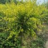  Hebei Baoding 3-4-5-6 cm Golden Leaf Ulmus pumila is treated at a low price, with high quality and low price. Welcome to buy "Golden Leaf Ulmus pumila"??