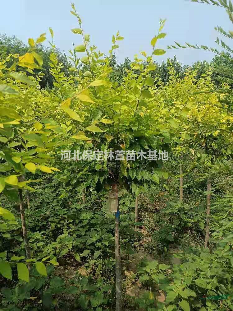 3公分金葉榆，河北保定3公分金葉榆樹苗低價處理