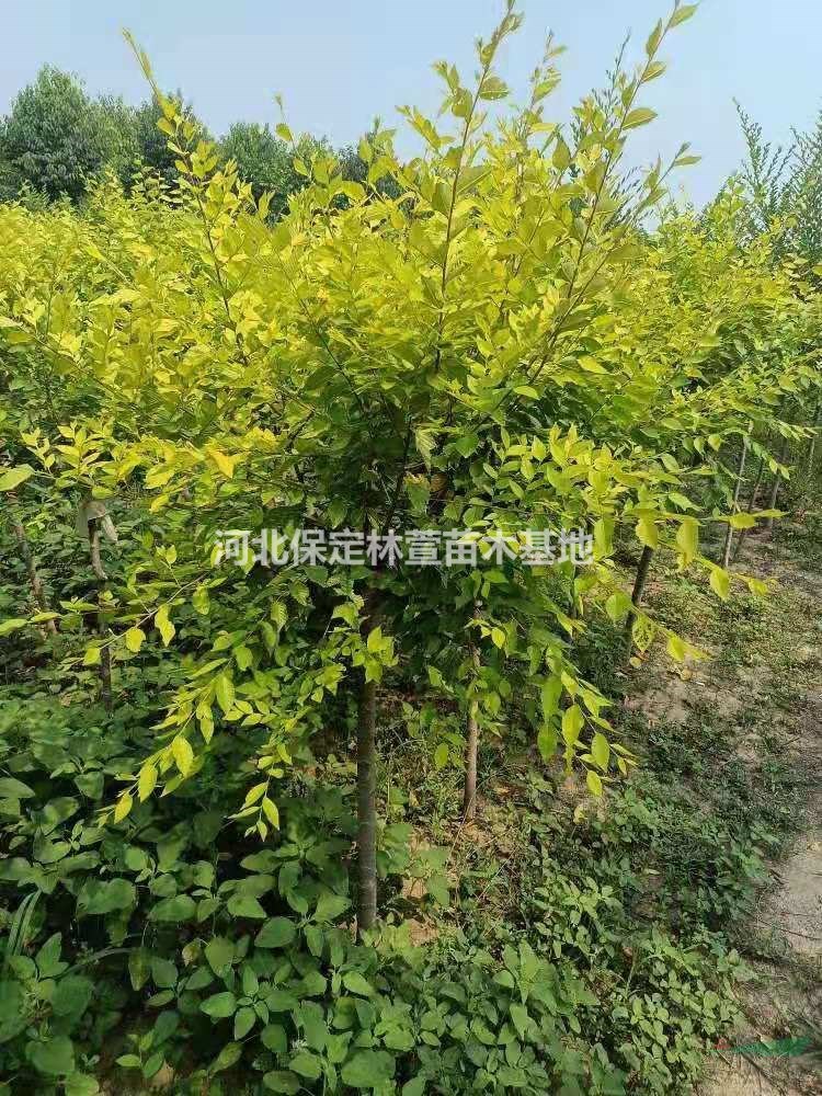 5公分金葉榆，河北保定5公分金葉榆樹苗低價(jià)處理