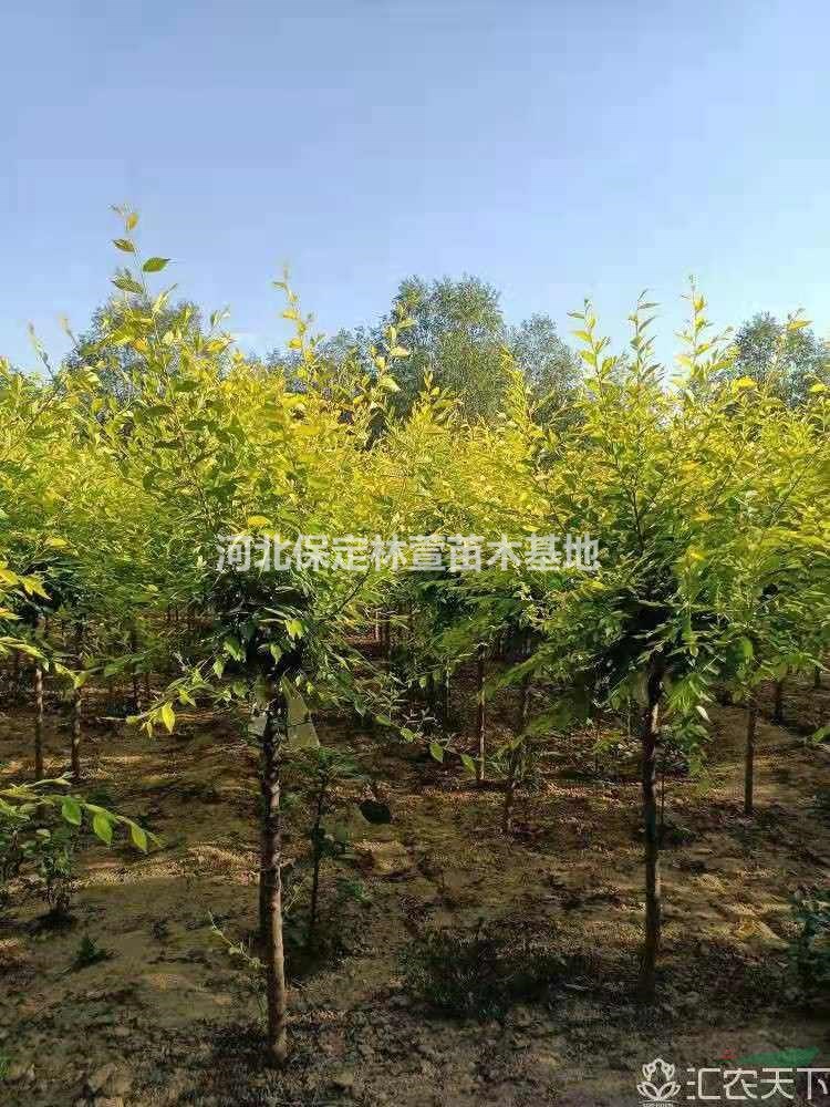 5公分金葉榆，河北保定5公分金葉榆樹苗低價(jià)處理
