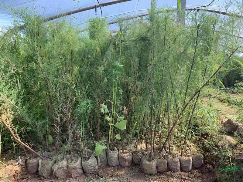 山東鹽松價(jià)格，鹽松杯苗，鹽松產(chǎn)地