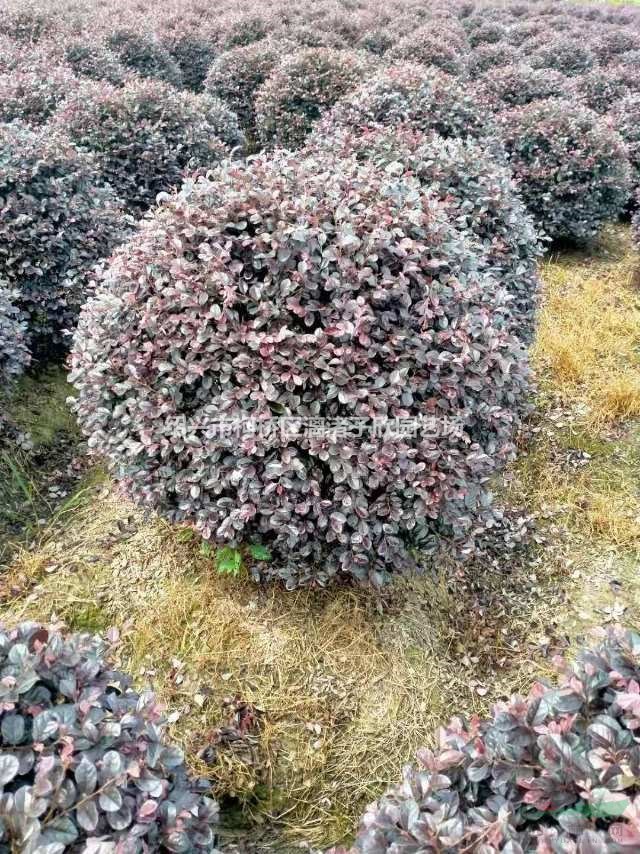 紅花繼木球