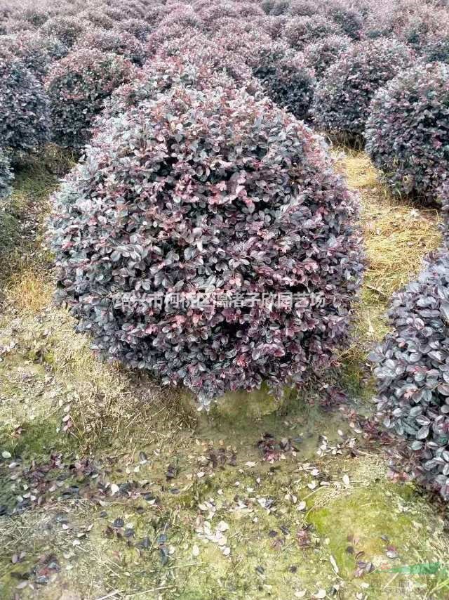 紅花繼木球