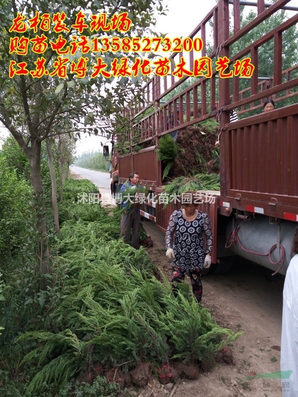 出售50公分高龍柏價(jià)格優(yōu)惠 綠化工程苗木