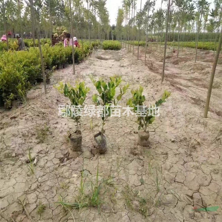 金森女贞种植基地 鹤壁苗木 _15137482006_鄢陵绿都苗木基地