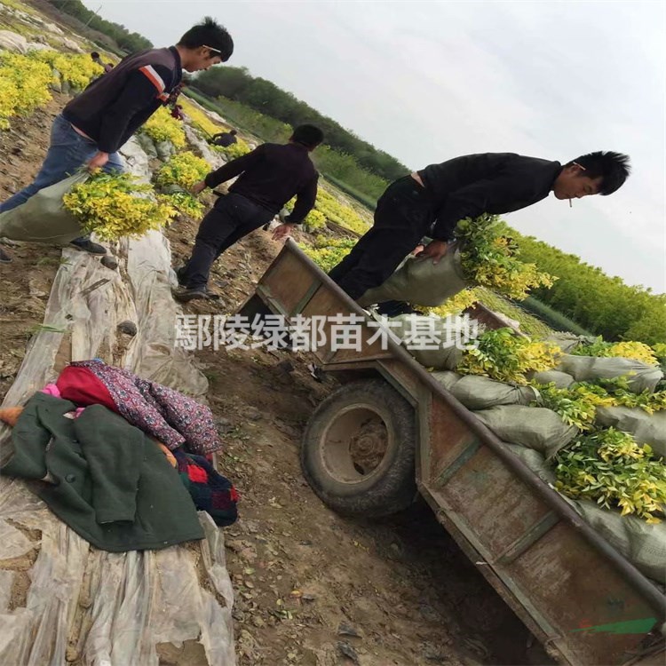 漯河金森女贞价格 金森女贞种植基地 金森女贞批发