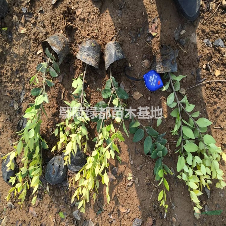 漯河金森女贞价格 金森女贞种植基地 金森女贞批发