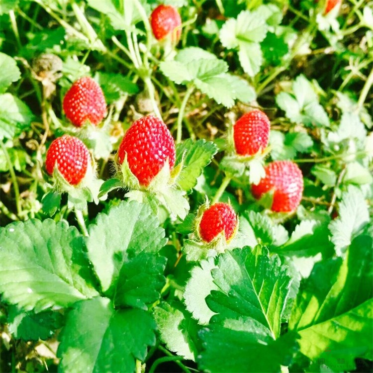 基地出售 蛇莓杯苗 耐陰耐踐踏觀賞植物 枝葉繁茂 園林景觀工程苗