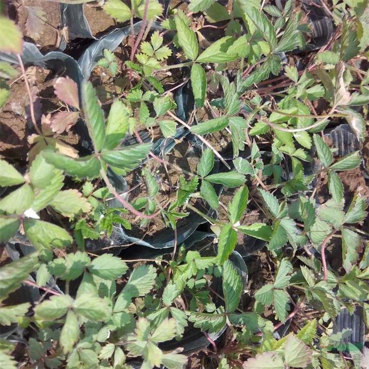 基地出售 蛇莓杯苗 耐陰耐踐踏觀賞植物 枝葉繁茂 園林景觀工程苗