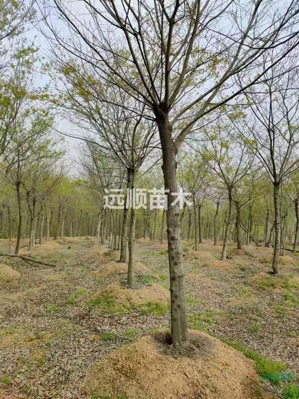 大量出售各种规格榉树，朴树，有意请联系详谈
