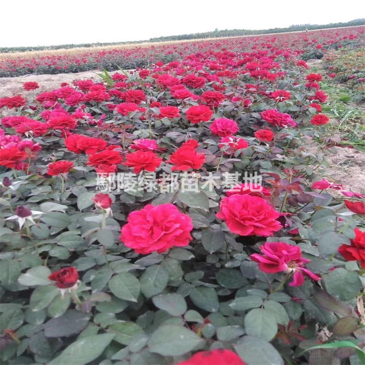 河南月季种植基地 河南苗木 月季批发 月季花价格