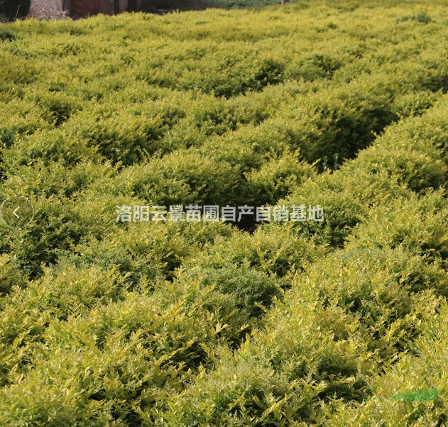 云景苗圃基地